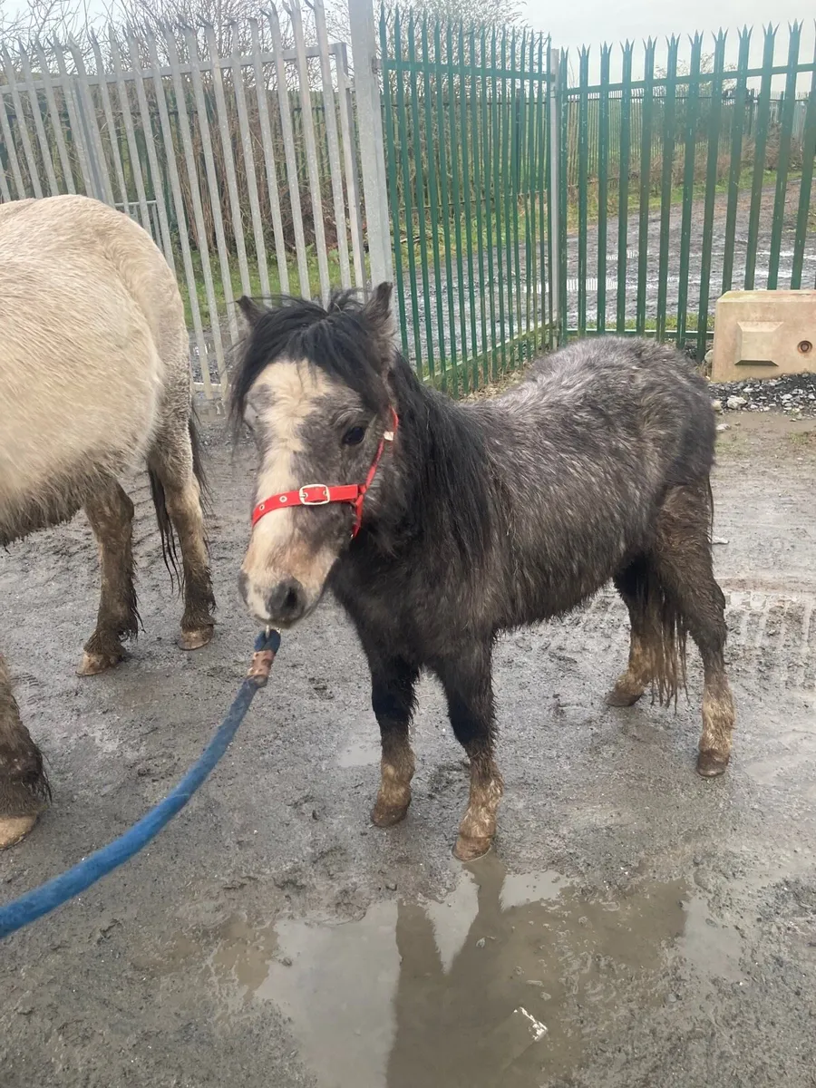 Blue and white Roan Pony 10hh - Image 2