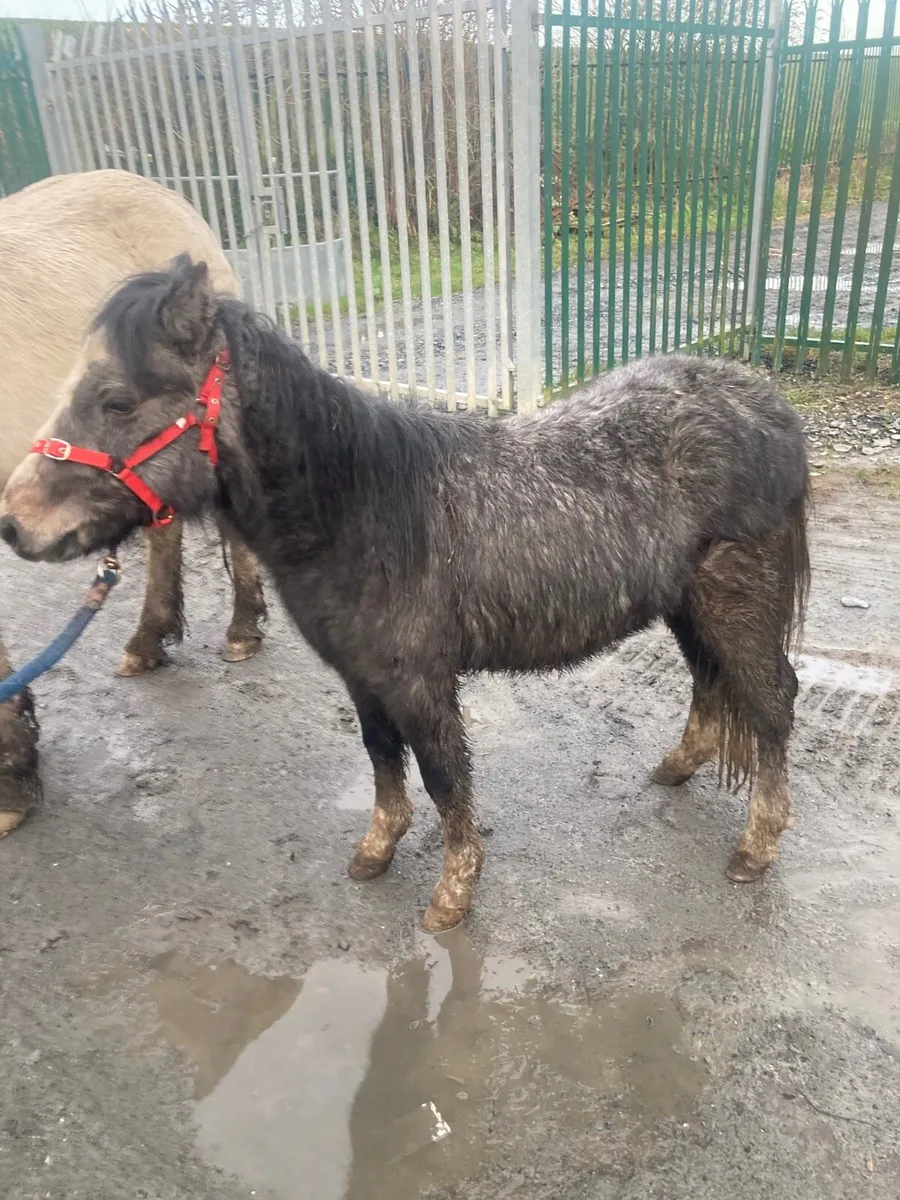 Blue and white Roan Pony 10hh - Image 3