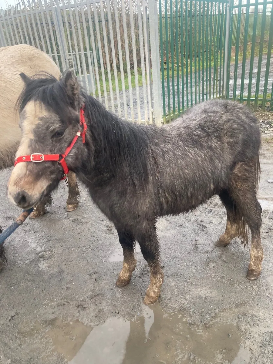 Blue and white Roan Pony 10hh - Image 4