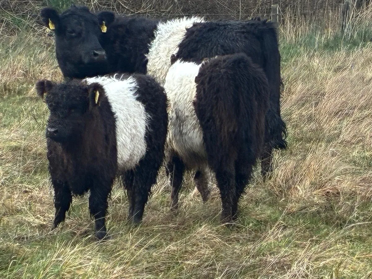 Belted Galloway Sucklers. - Image 1