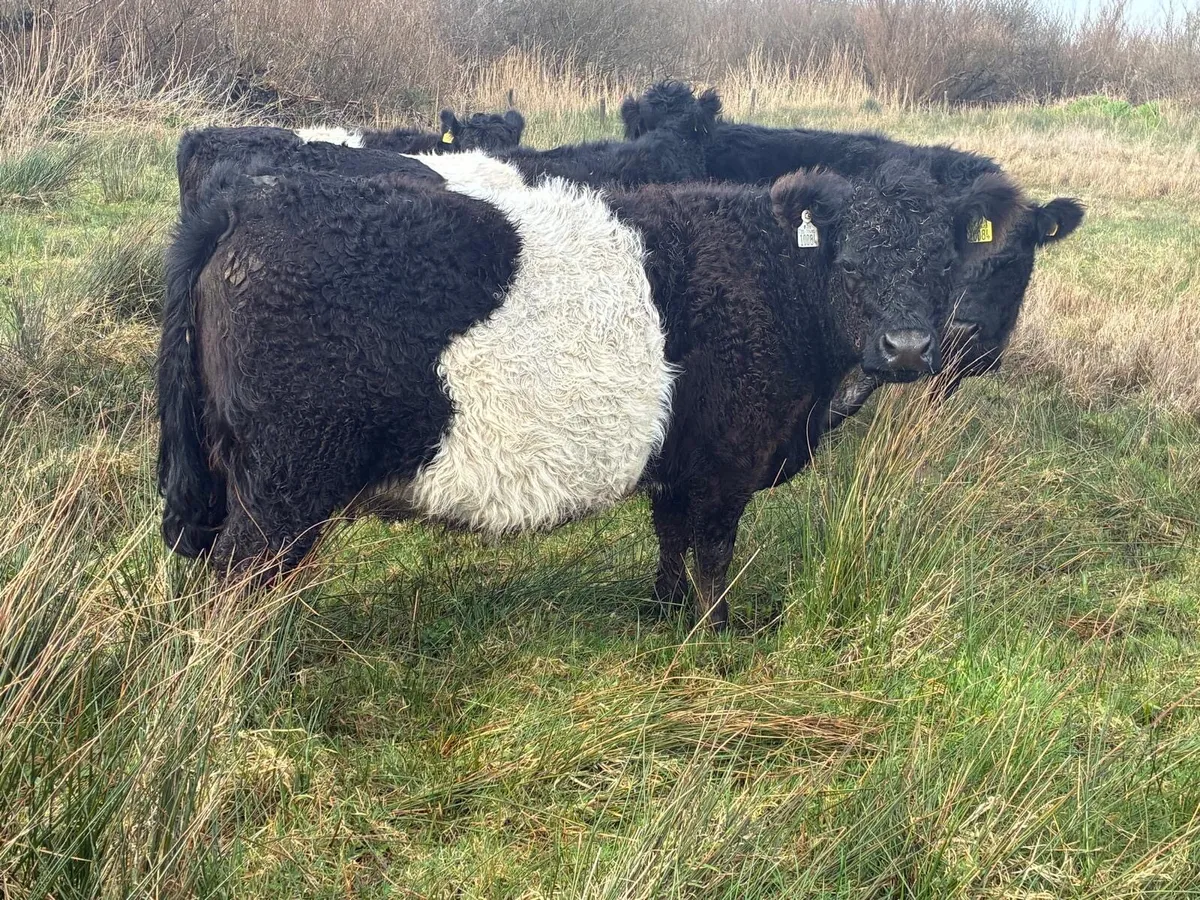 Belted Galloway Sucklers. - Image 2