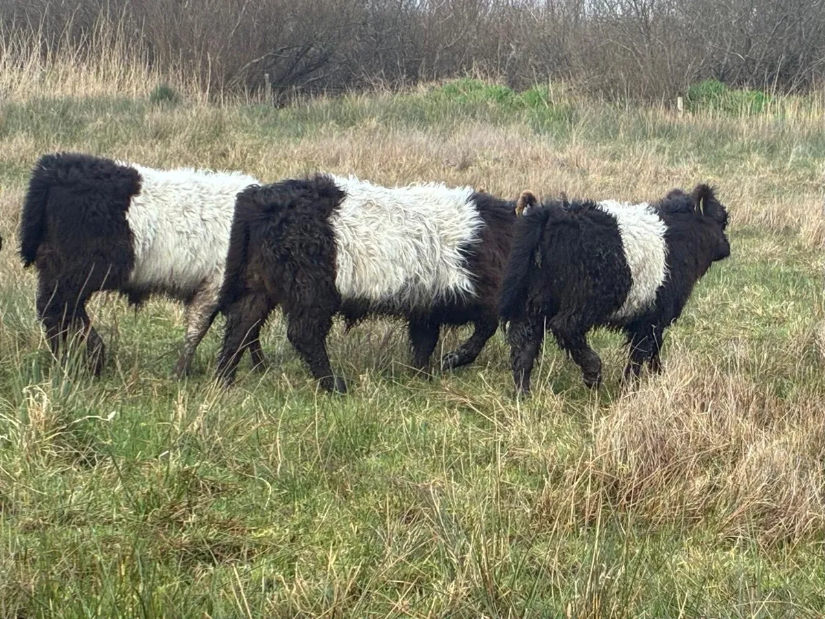 Belted Galloway Sucklers. - Image 3