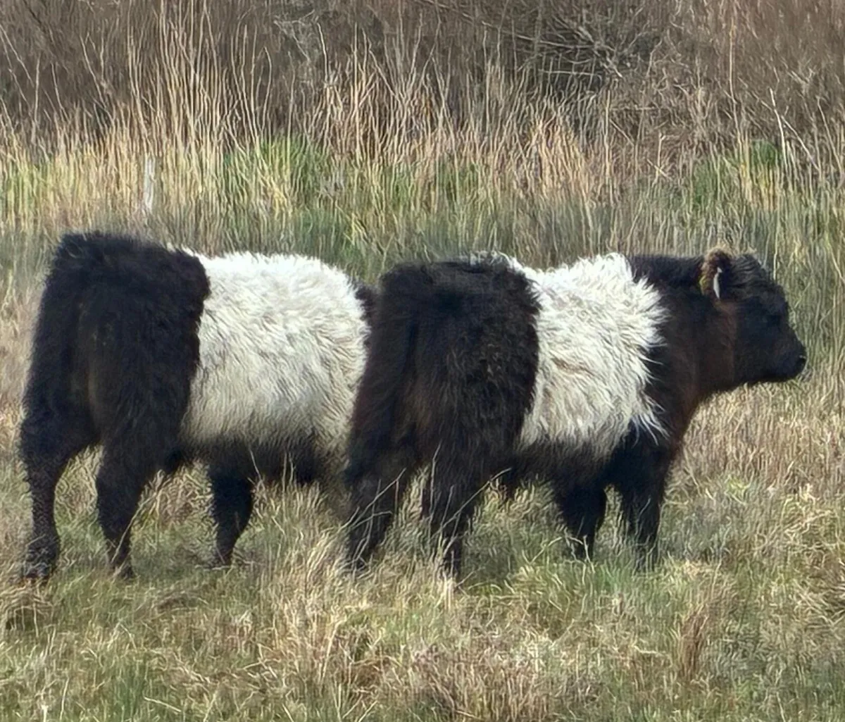 Belted Galloway Sucklers. - Image 4
