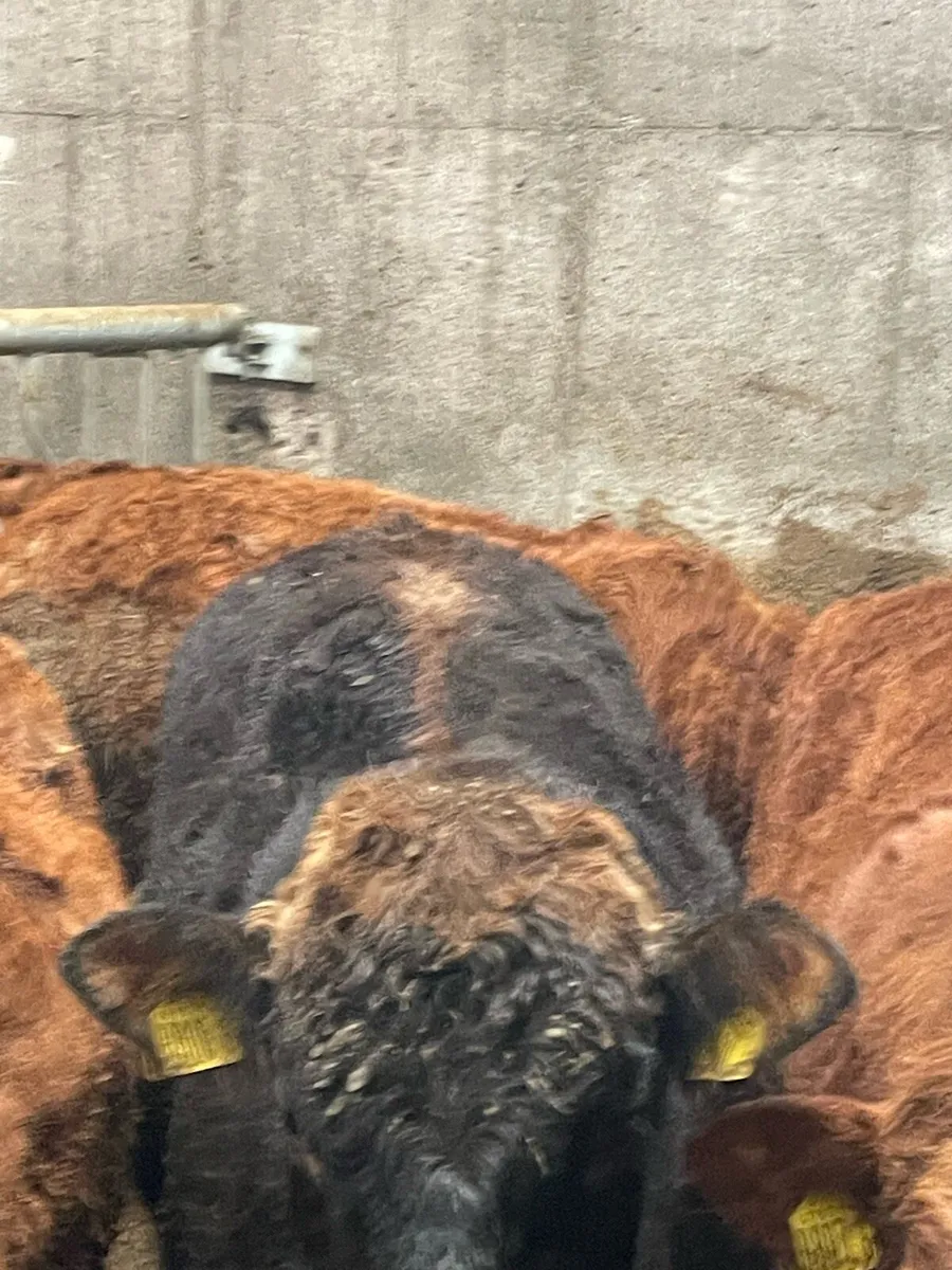 Limousin Bullocks - Image 2