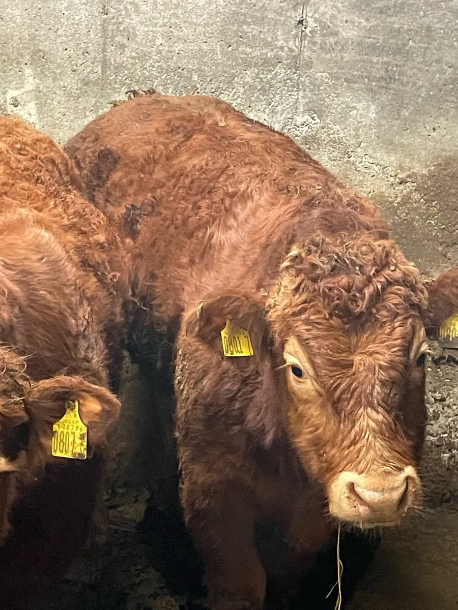 Limousin Bullocks - Image 3