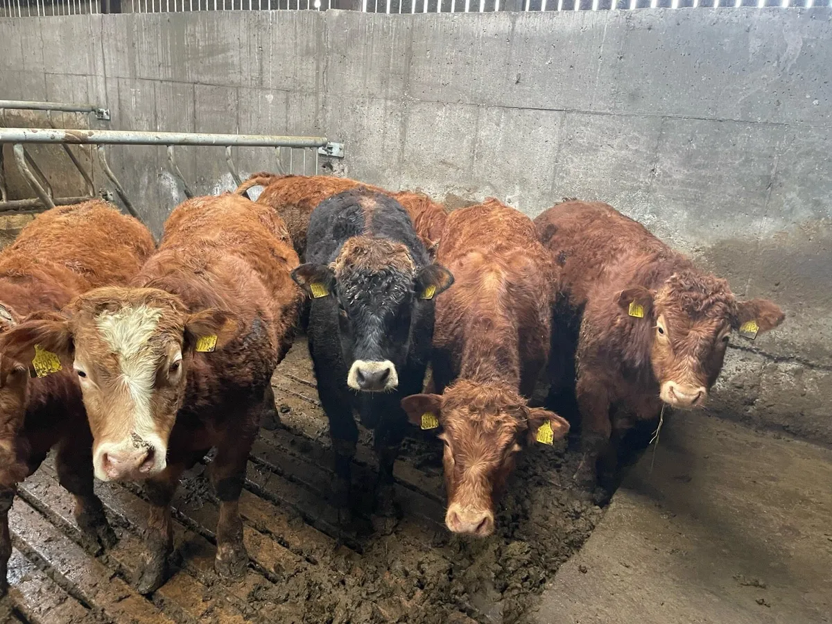 Limousin Bullocks - Image 1