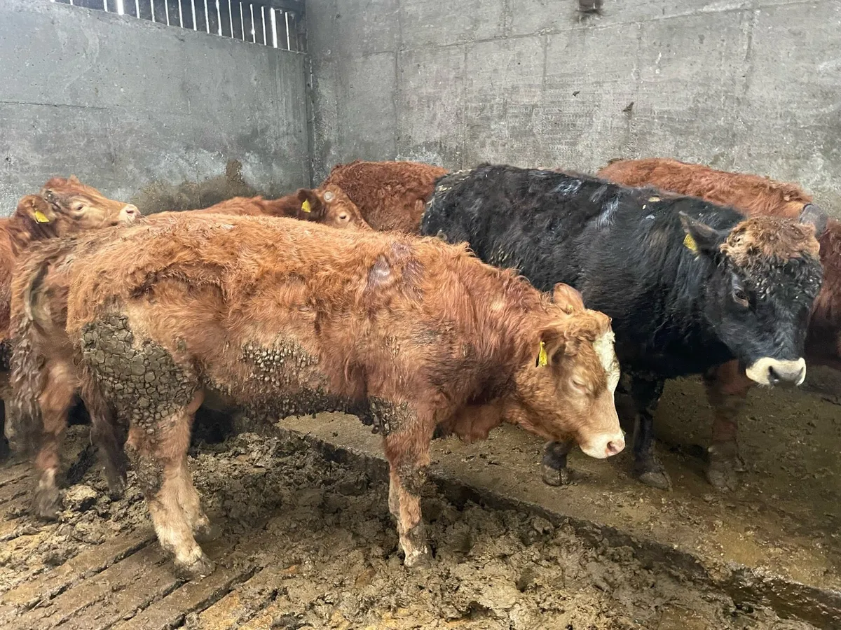 Limousin Bullocks - Image 4