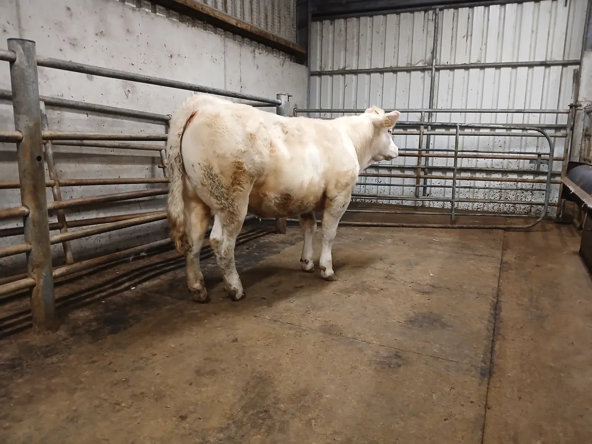 Gortatlea Mart Wed 25th February - Image 2