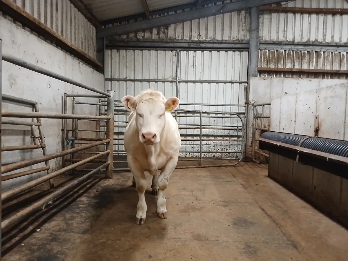 Gortatlea Mart Wed 25th February - Image 3