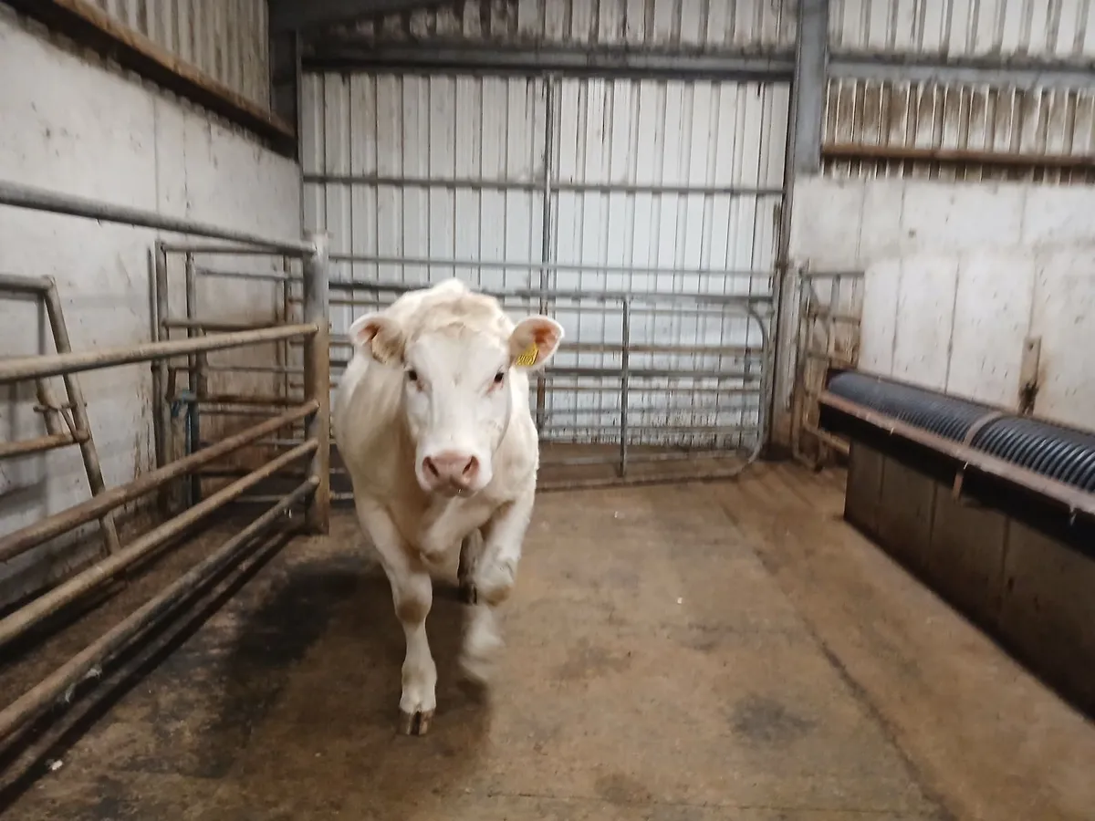 Gortatlea Mart Wed 25th February - Image 4