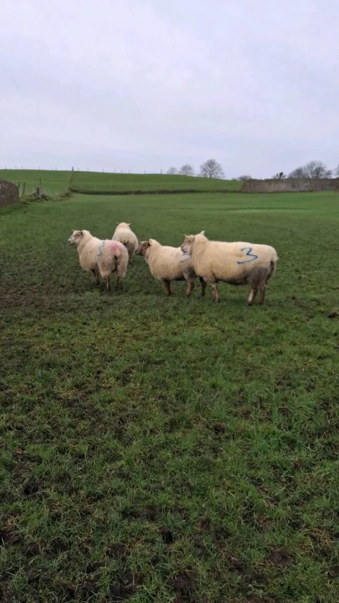 Inlamb ewes carrying triplets - Image 1