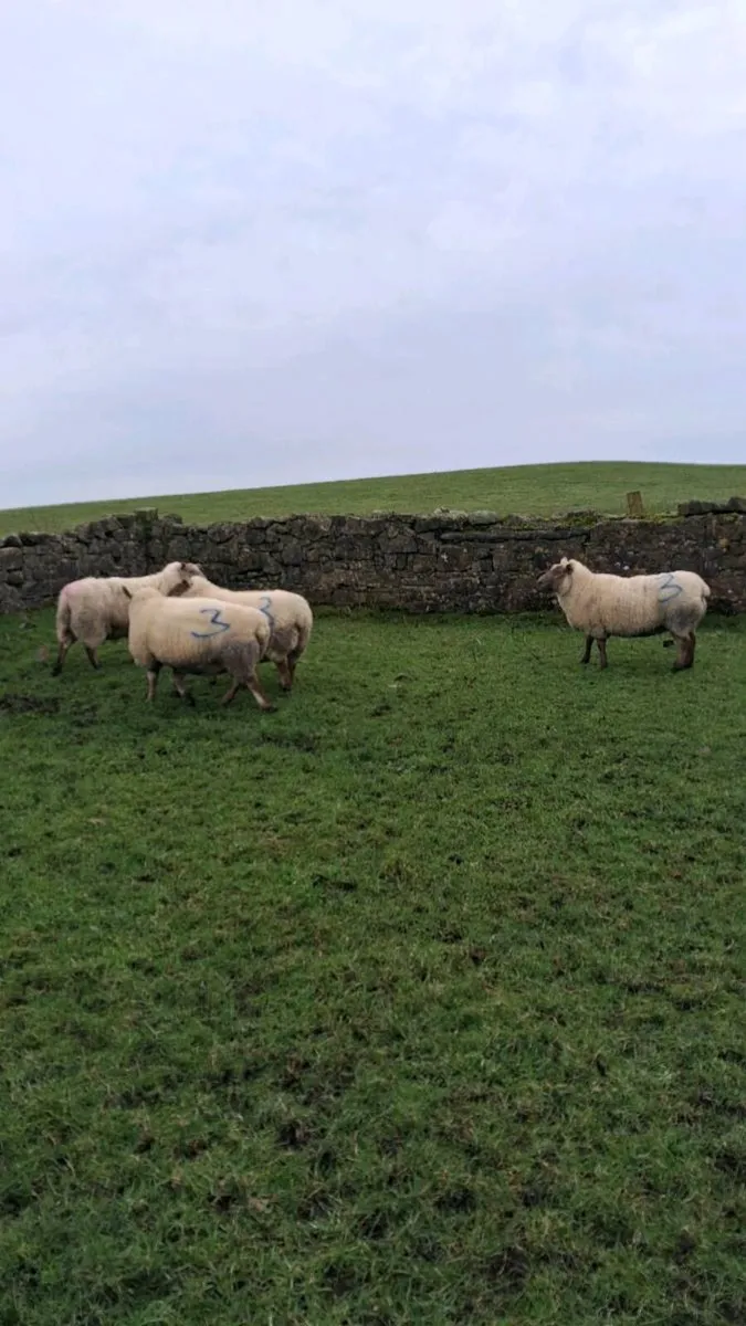 Inlamb ewes carrying triplets - Image 2