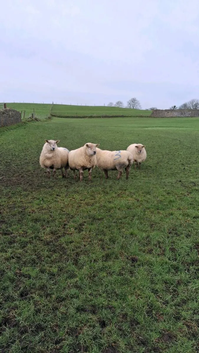 Inlamb ewes carrying triplets - Image 3
