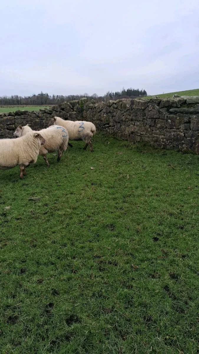 Inlamb ewes carrying triplets - Image 4