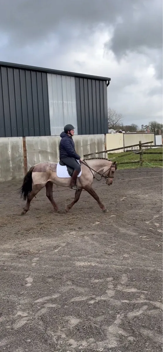 Connemara pony - Image 4