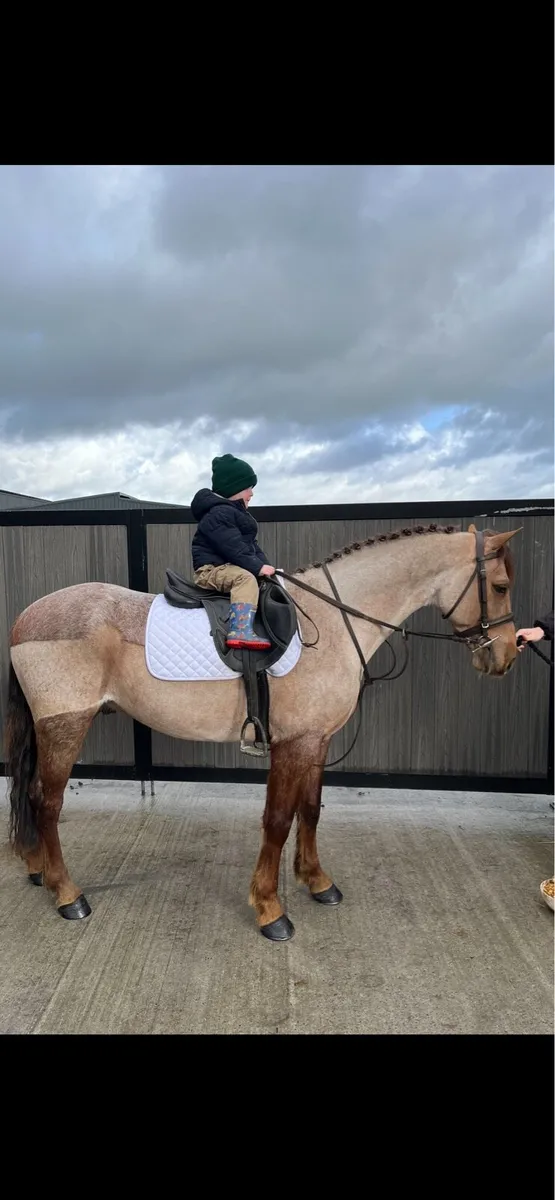 Connemara pony - Image 2