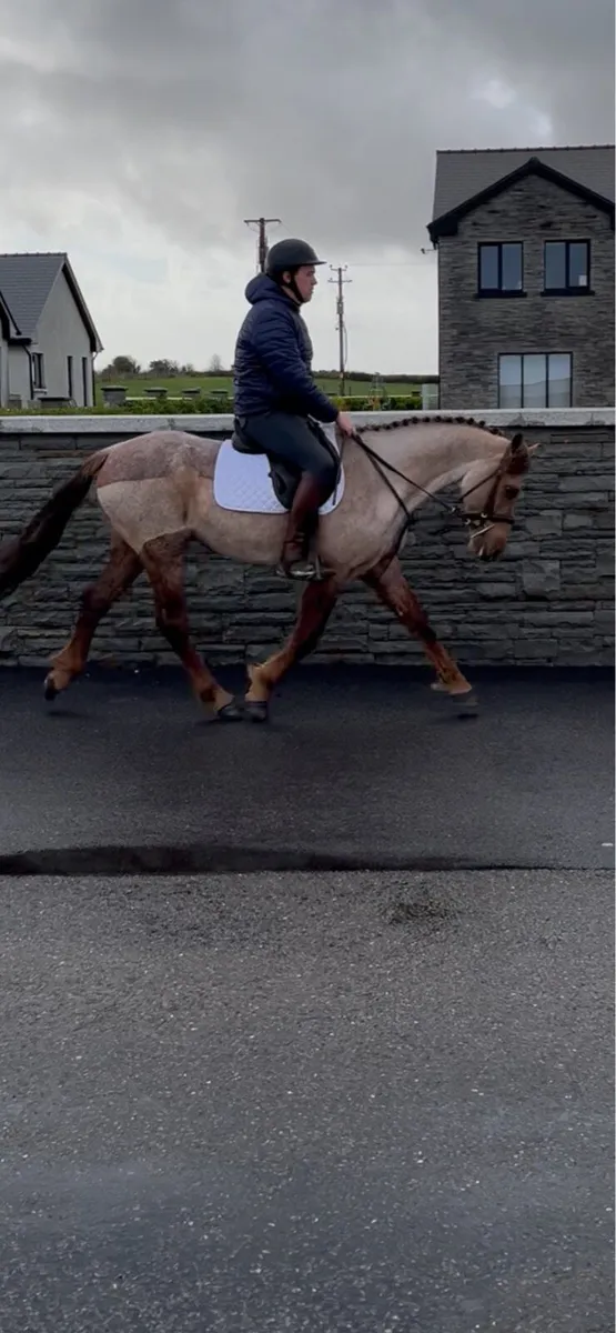 Connemara pony - Image 3