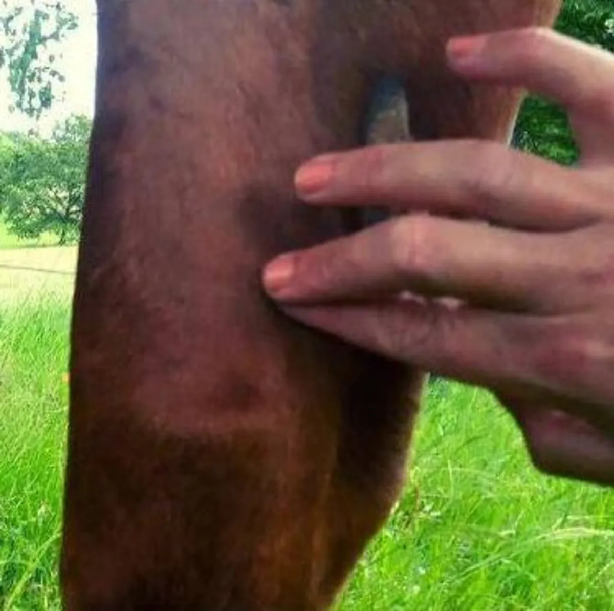 Equine Acupressure Workshop | 18 & 19 April 2026 - Image 2