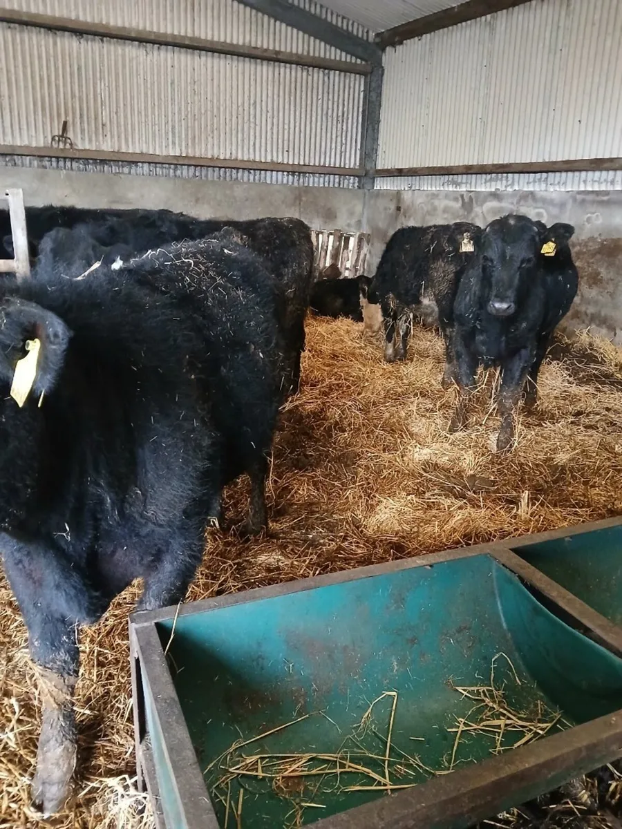 7 AAX and HEX Bullocks for sale - Image 2