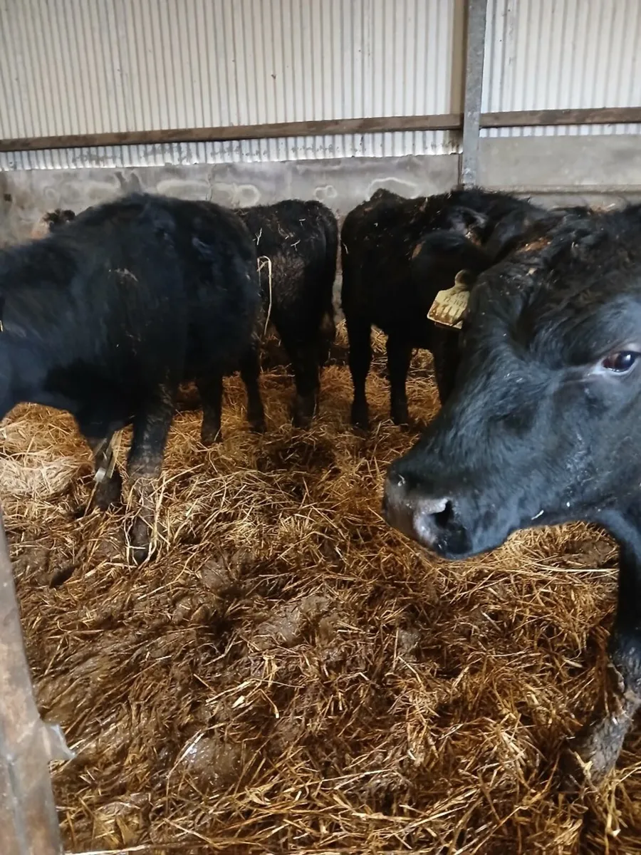 7 AAX and HEX Bullocks for sale - Image 1