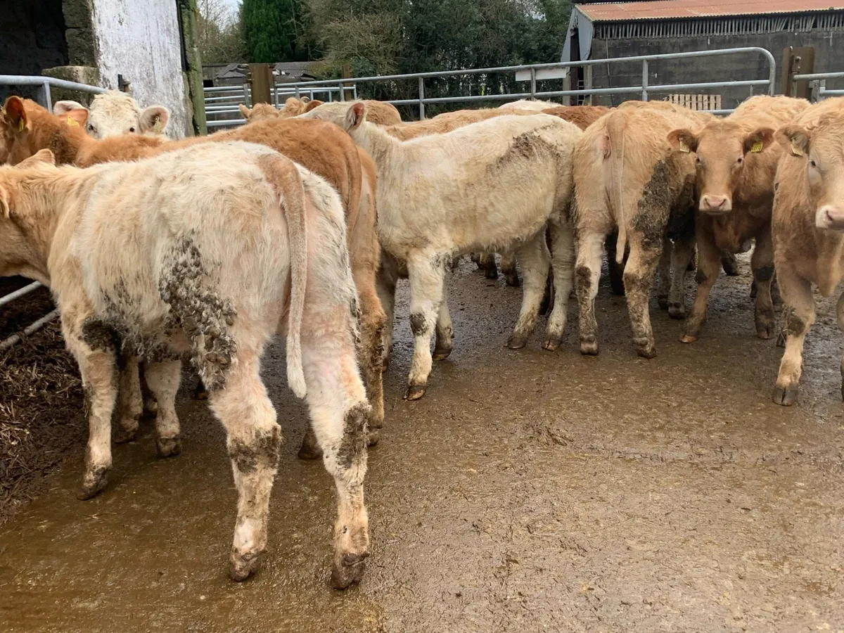 14 u grade store heifers 350kg - Image 2