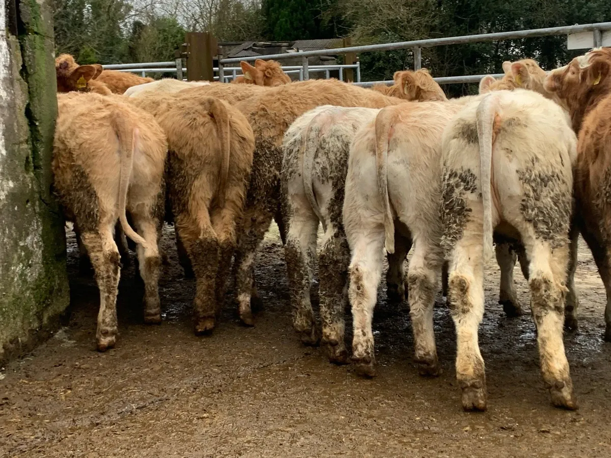 14 u grade store heifers 350kg - Image 1