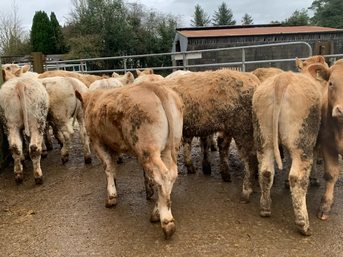 14 u grade store heifers 350kg - Image 4
