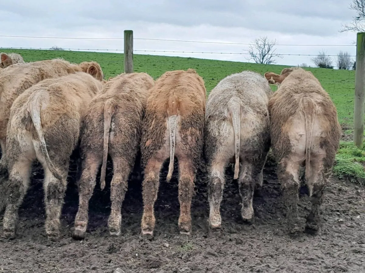 20 Smashing U Grade Charlaois bulls - Image 1