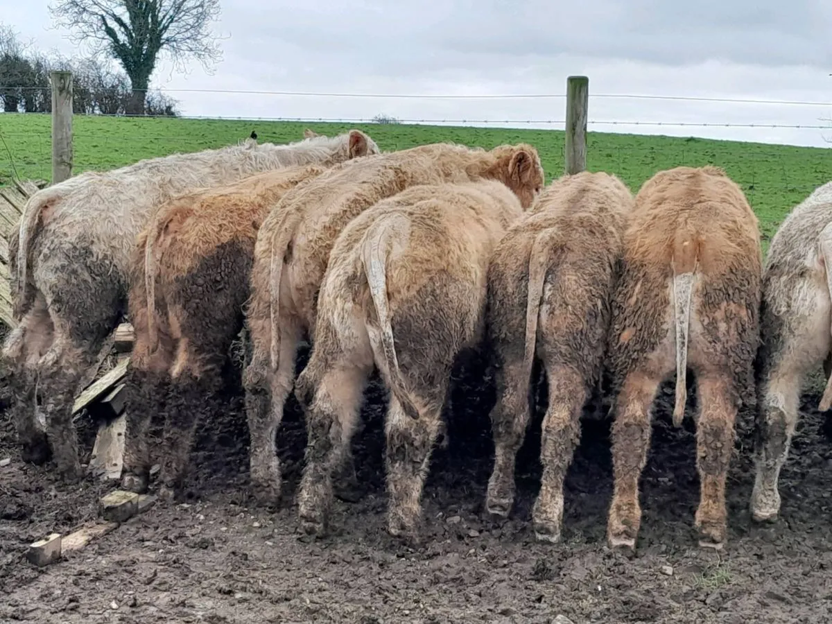 20 Smashing U Grade Charlaois bulls - Image 2