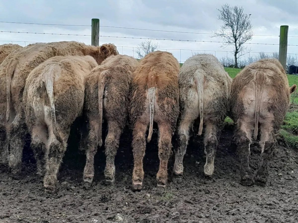 20 Smashing U Grade Charlaois bulls - Image 3