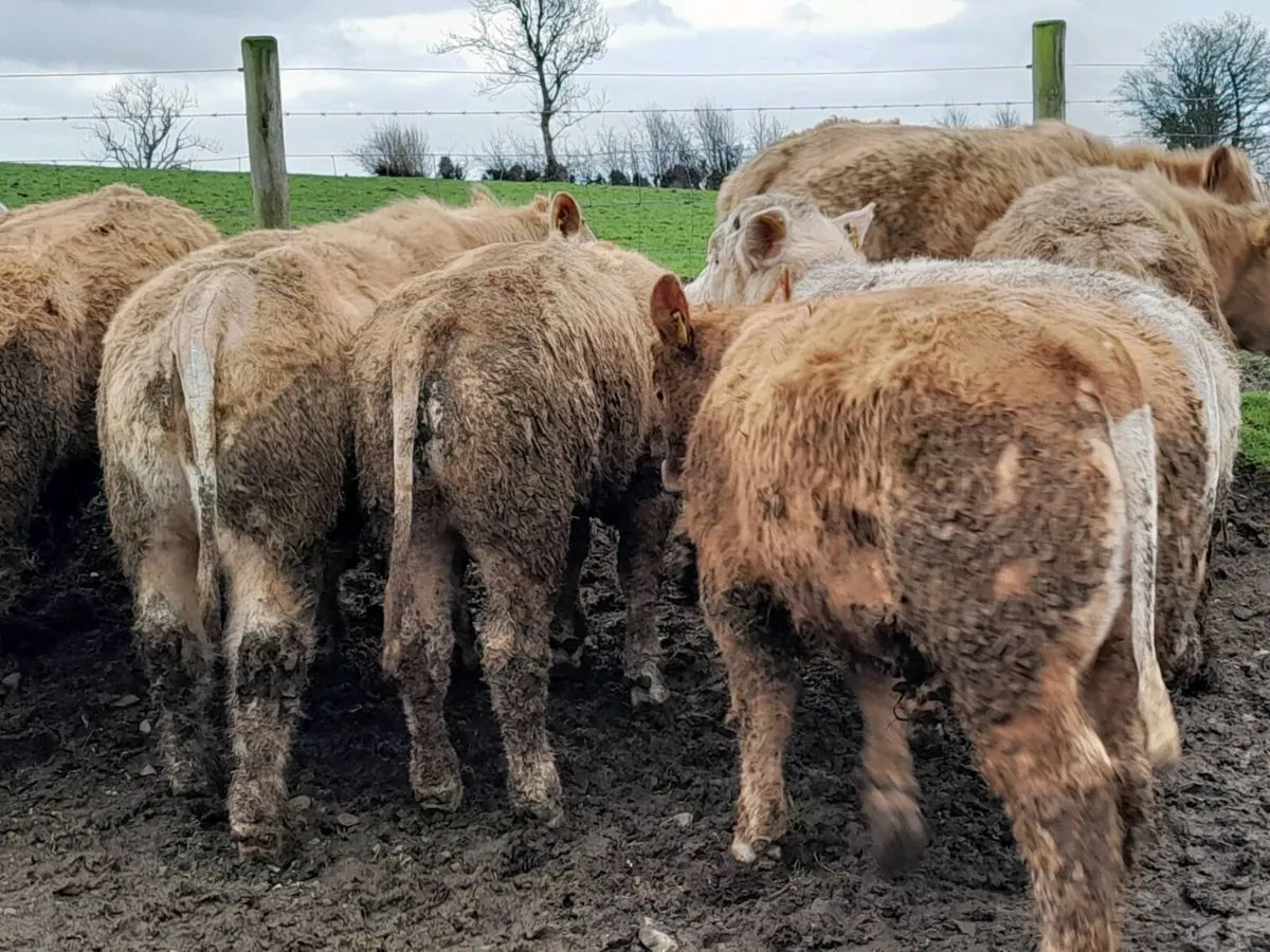 20 Smashing U Grade Charlaois bulls - Image 4