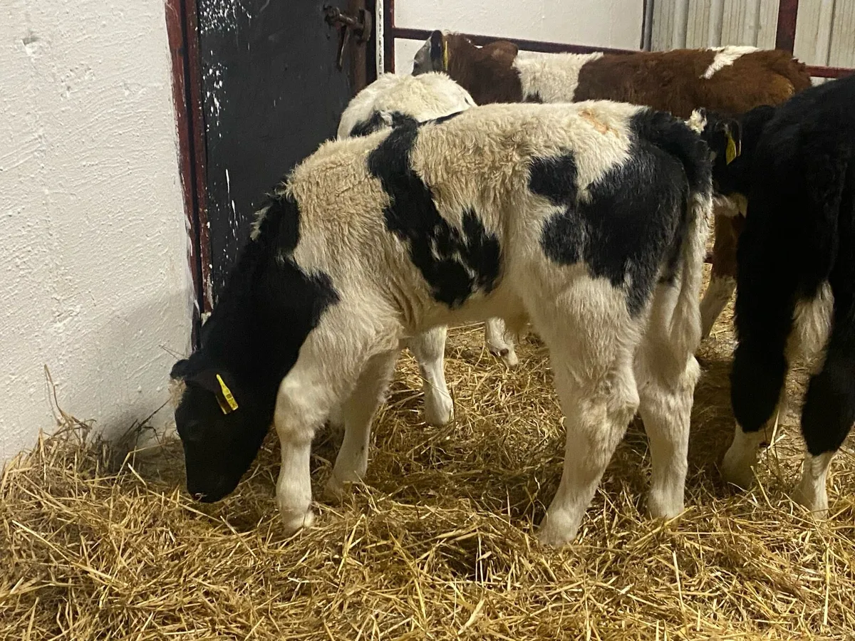 Top Class Bull Calves - Image 1