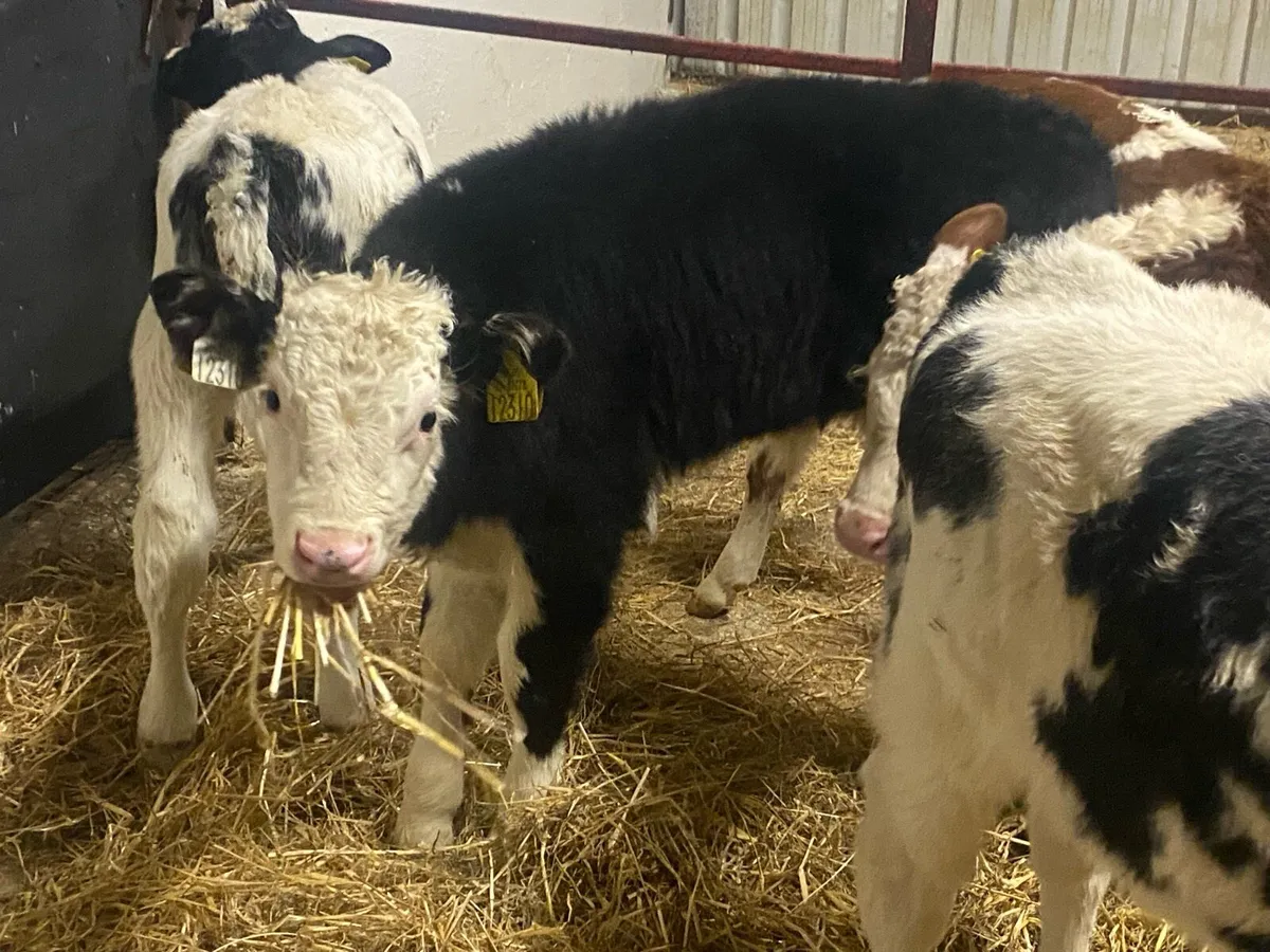 Top Class Bull Calves - Image 2