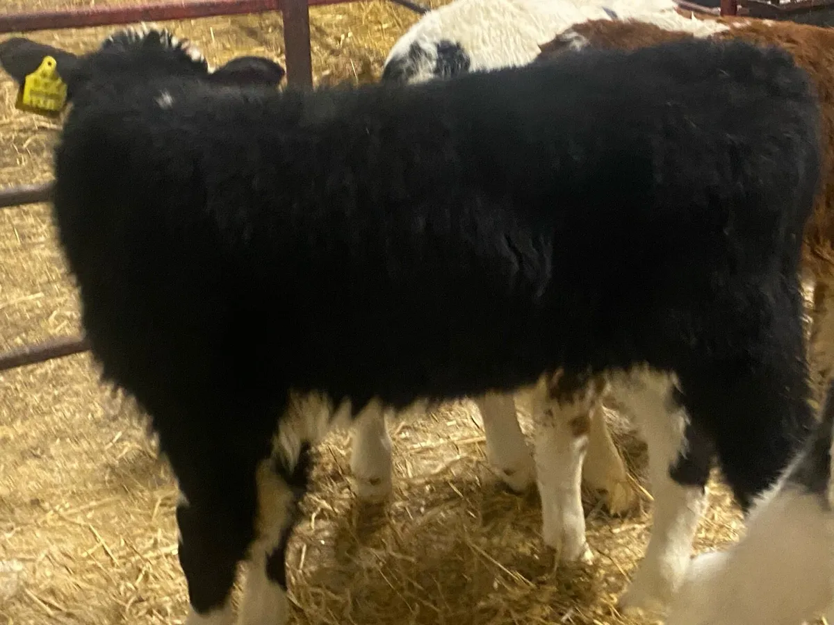 Top Class Bull Calves - Image 4