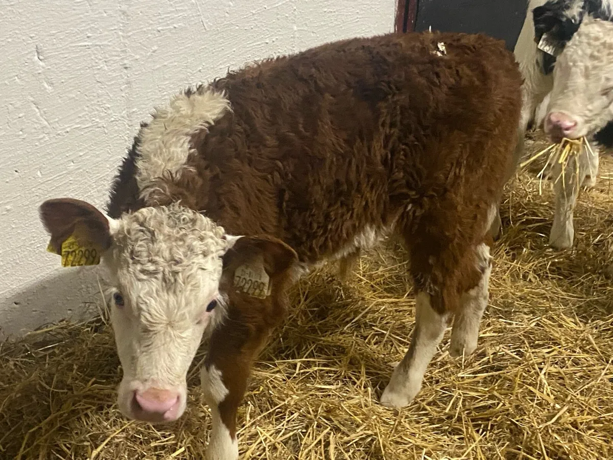 Top Class Bull Calves - Image 3