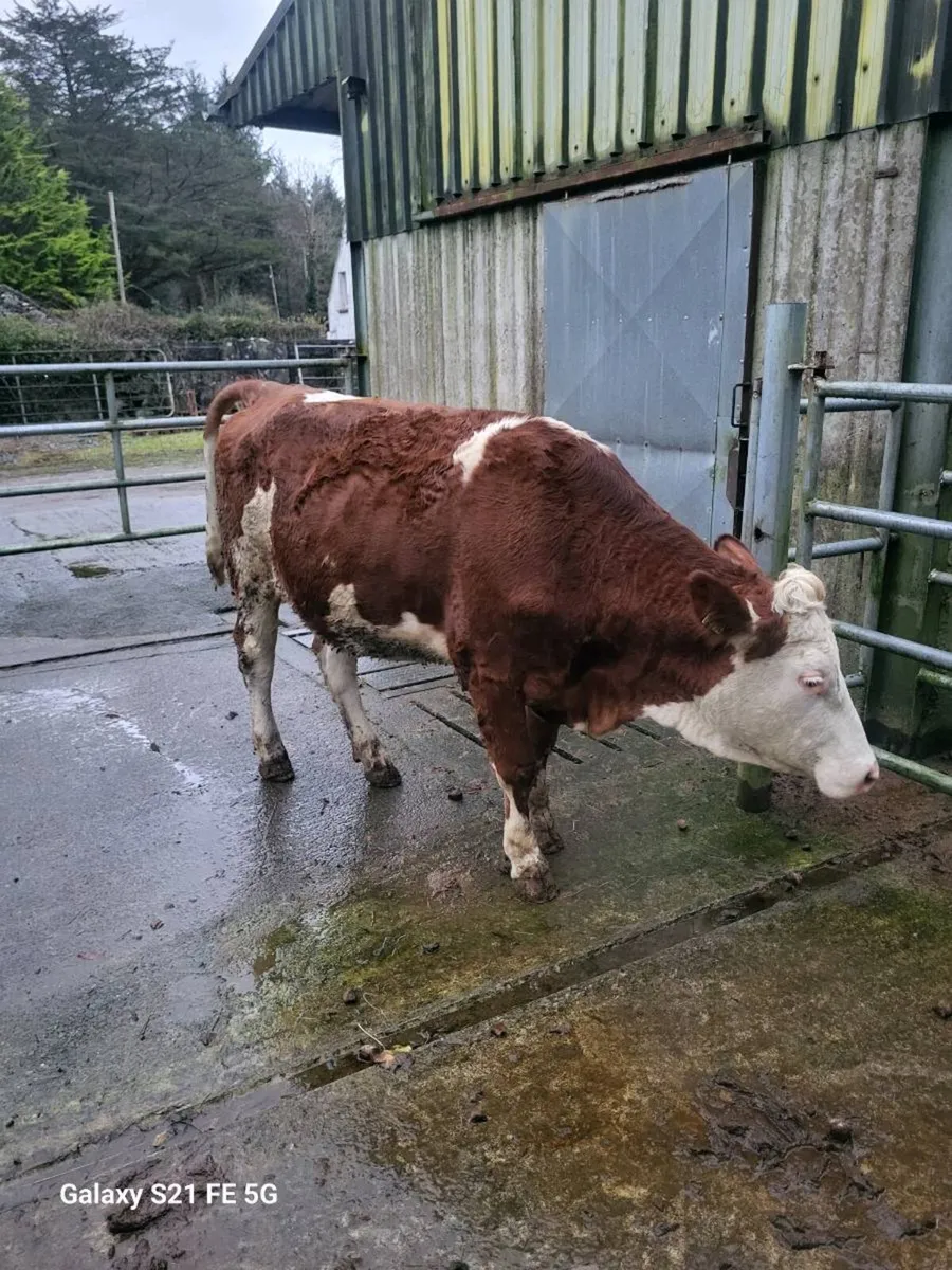 Semential Heifer - Image 2