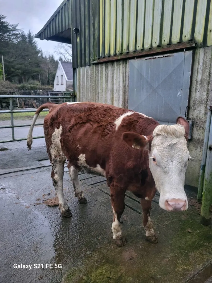 Semential Heifer - Image 1