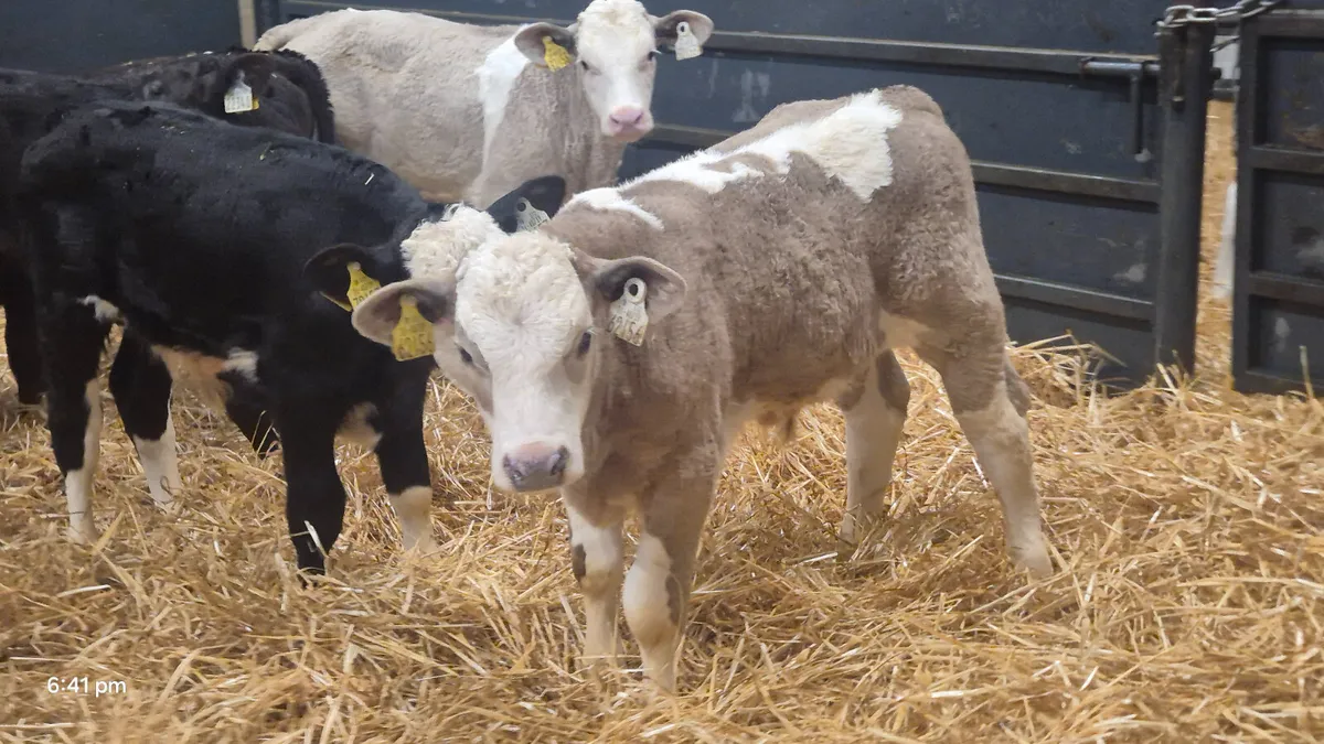 10 Super Continental bull calves for sale - Image 4