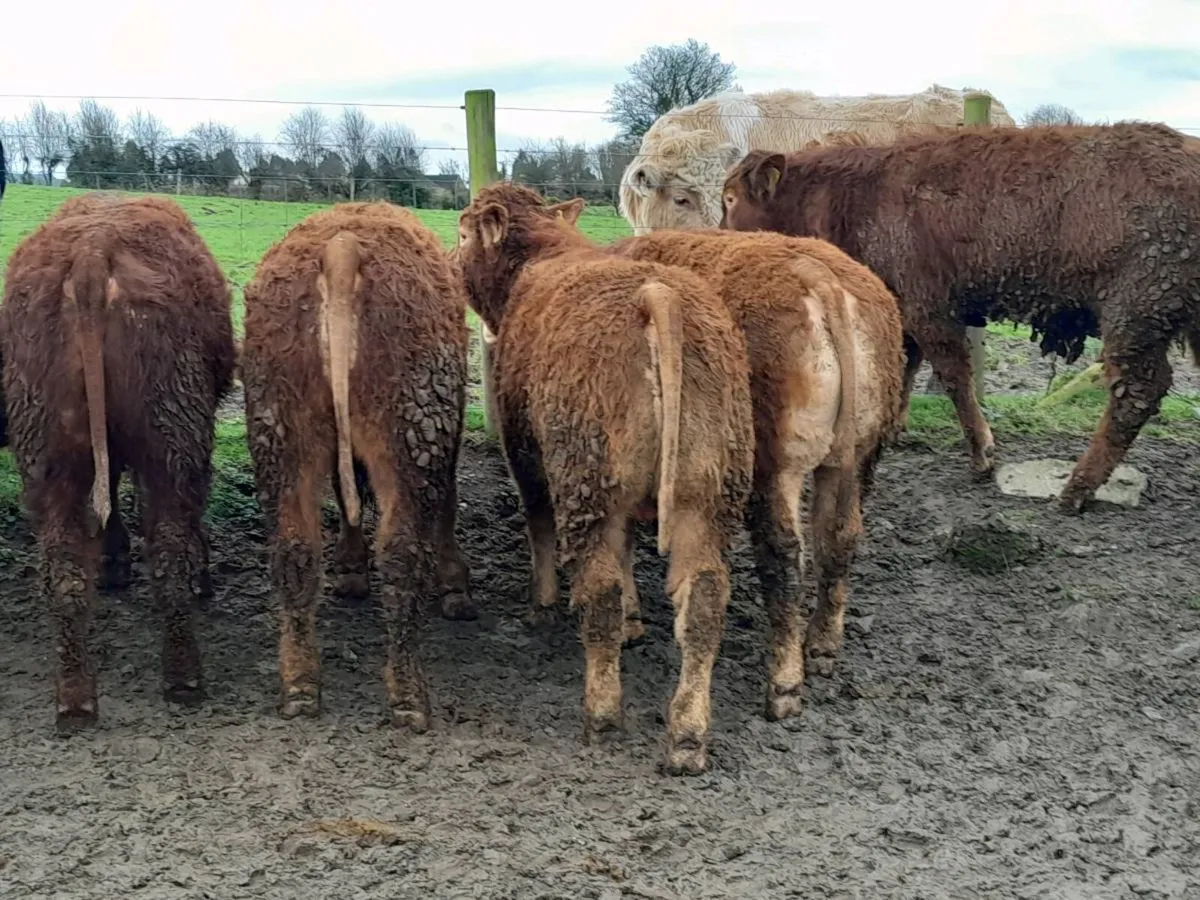 10 Smashing U Grade limousine Bulls - Image 2