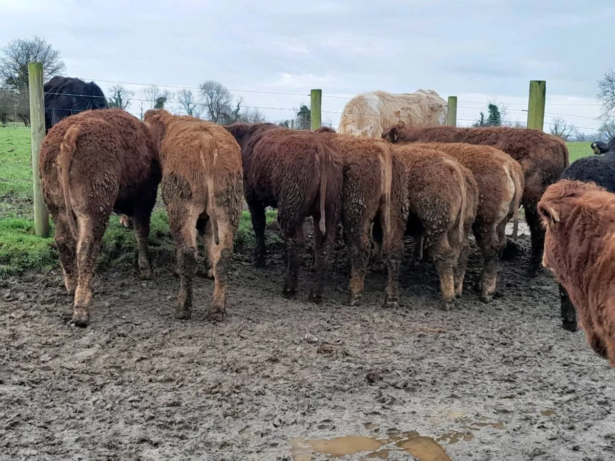 10 Smashing U Grade limousine Bulls - Image 3