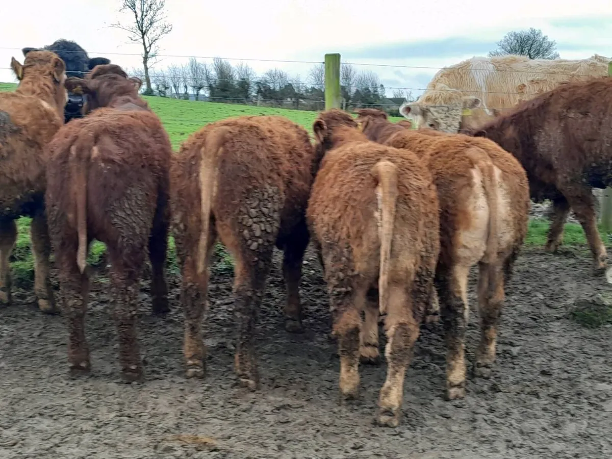 10 Smashing U Grade limousine Bulls - Image 4