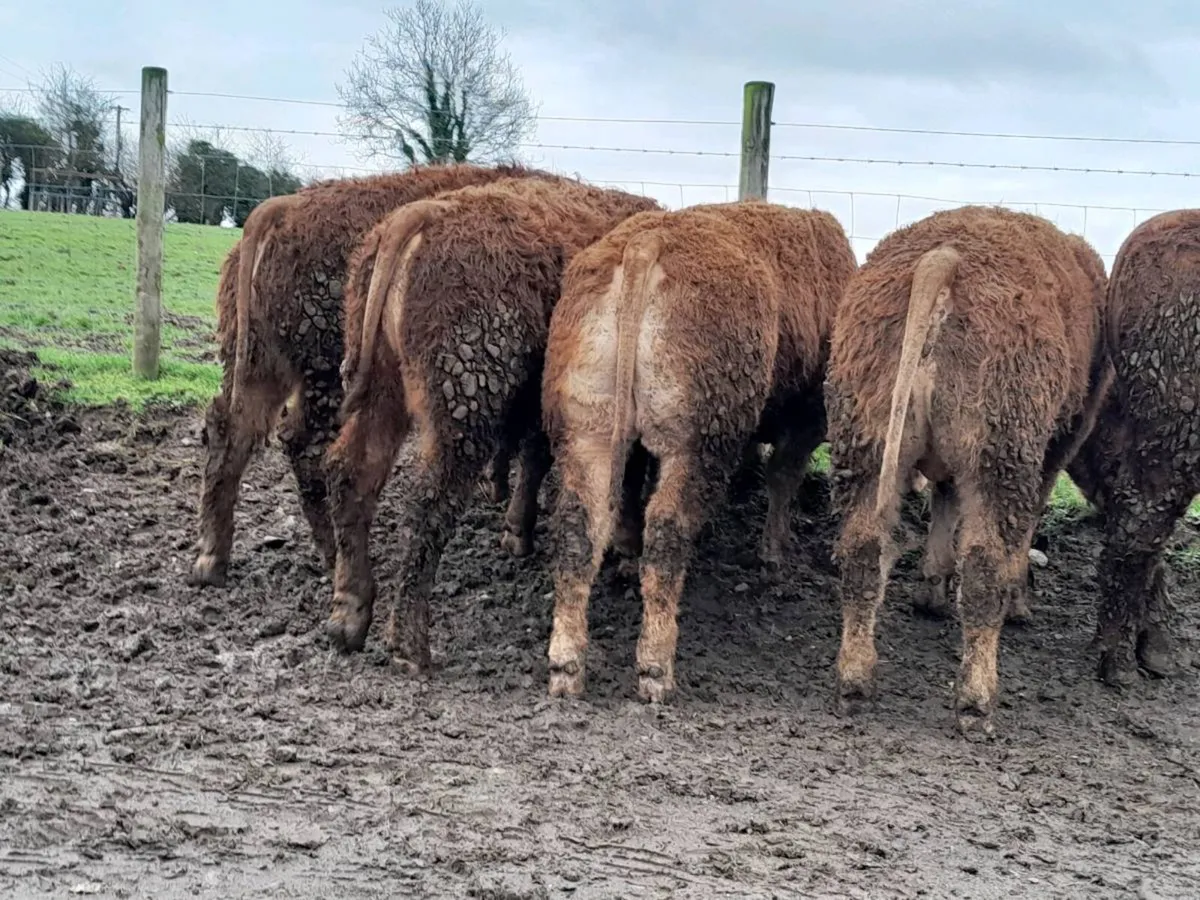 10 Smashing U Grade limousine Bulls - Image 1