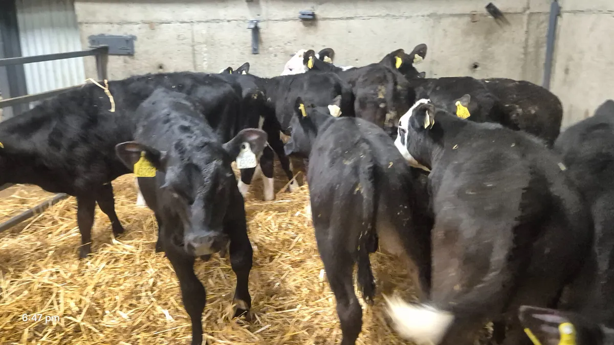 10 Starter Bulls Angus & Hereford bulls - Image 4