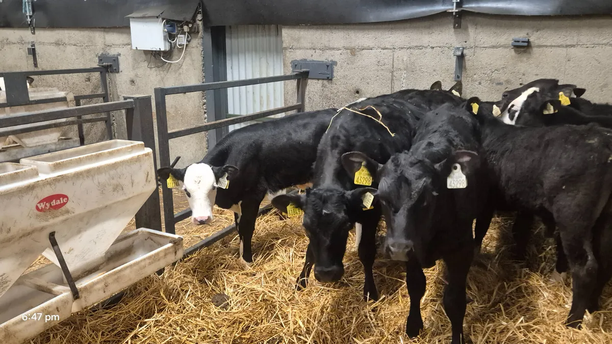 10 Starter Bulls Angus & Hereford bulls - Image 2