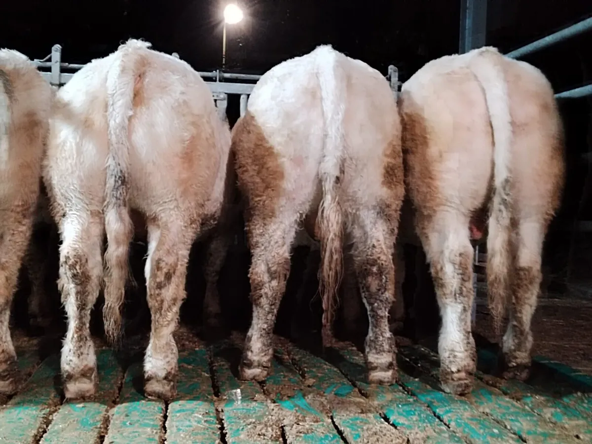 PB CHAROLAIS BULLS - Image 2