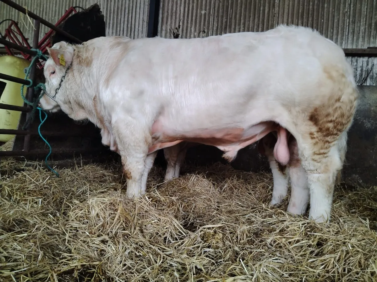 PB CHAROLAIS BULLS - Image 4