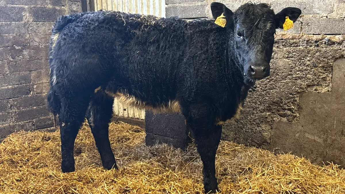 ⭐️ Super U Grade Blue Grey Heifer ⭐️ - Image 1
