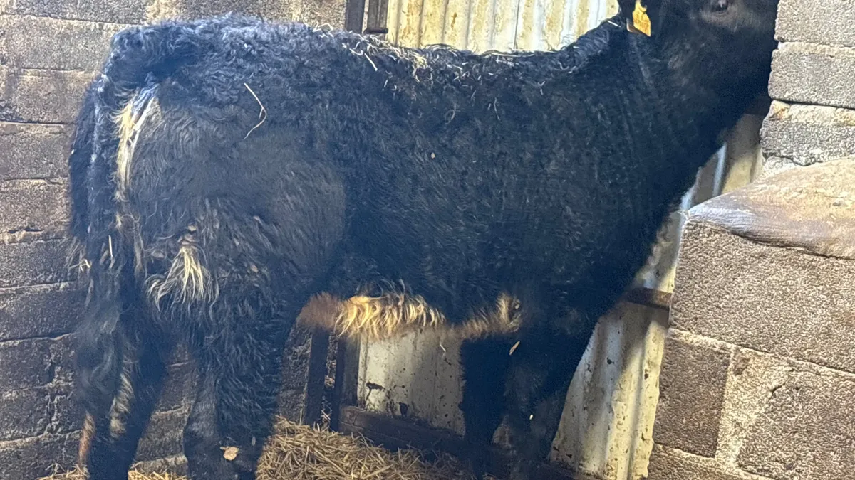 ⭐️ Super U Grade Blue Grey Heifer ⭐️ - Image 3