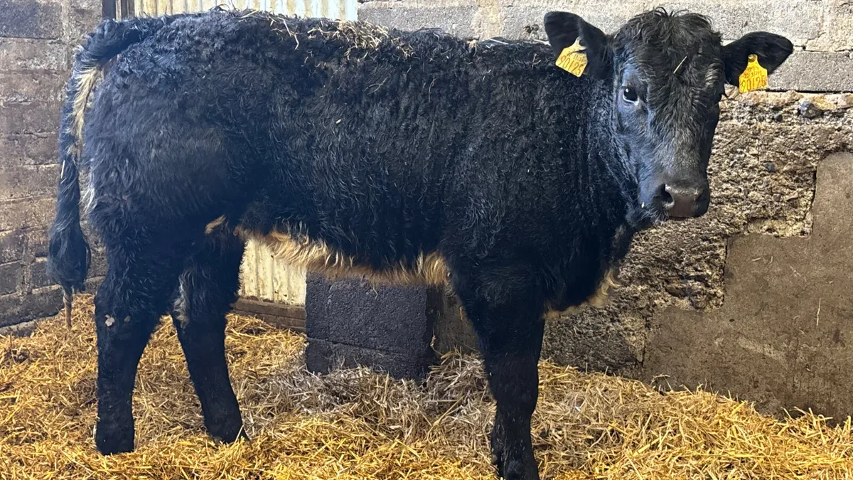 ⭐️ Super U Grade Blue Grey Heifer ⭐️ - Image 4