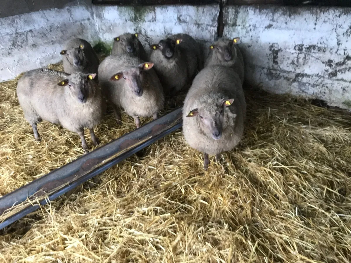 Ewe Hoggets - Image 1